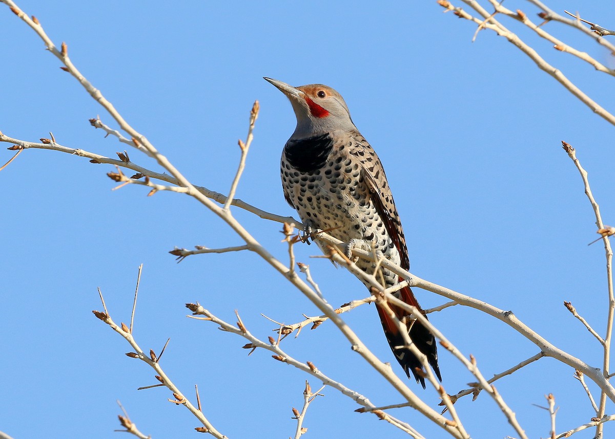 Northern Flicker (Red-shafted) - ML500088901