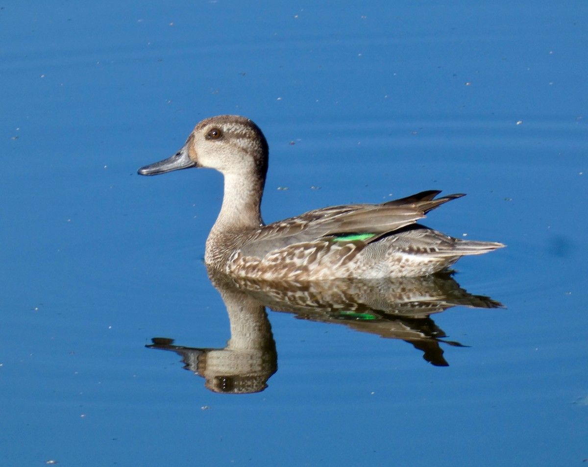 Green-winged Teal - Mary Jane Gagnier