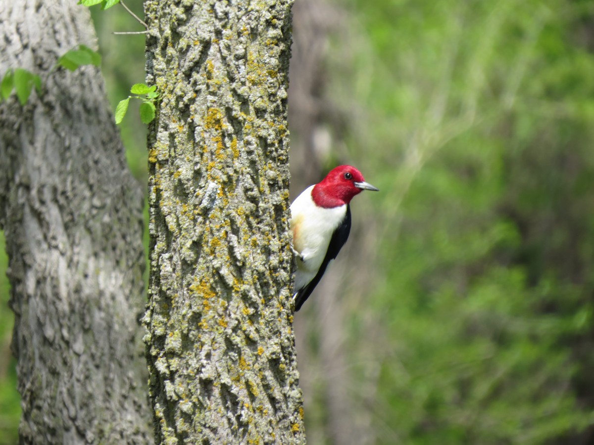 Red-headed Woodpecker - ML50009261