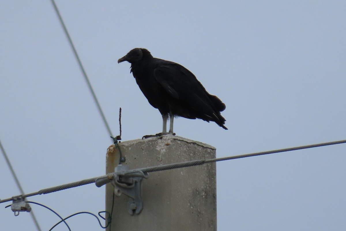 Black Vulture - ML500094261