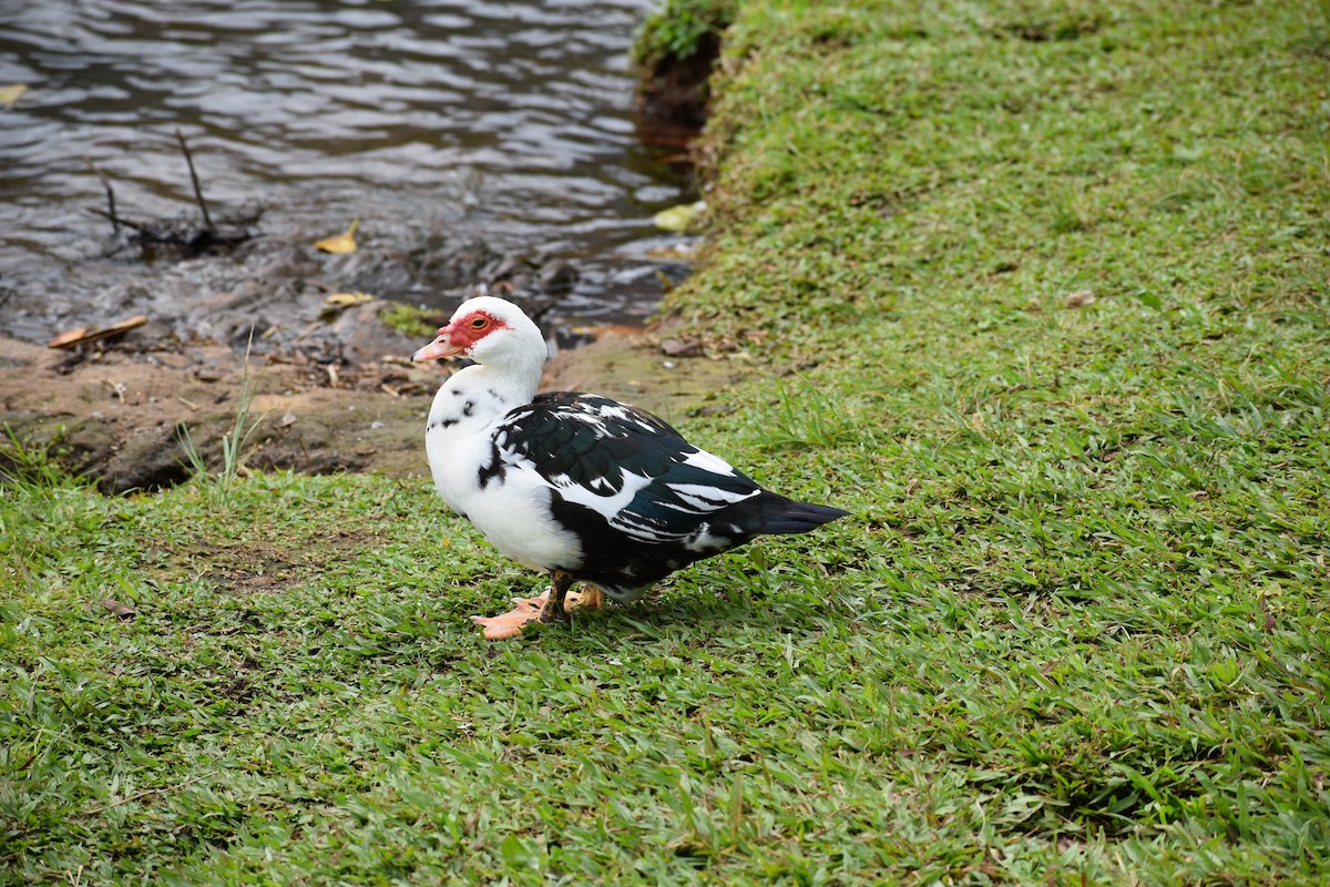 Muscovy Duck (Domestic type) - Alex Moore