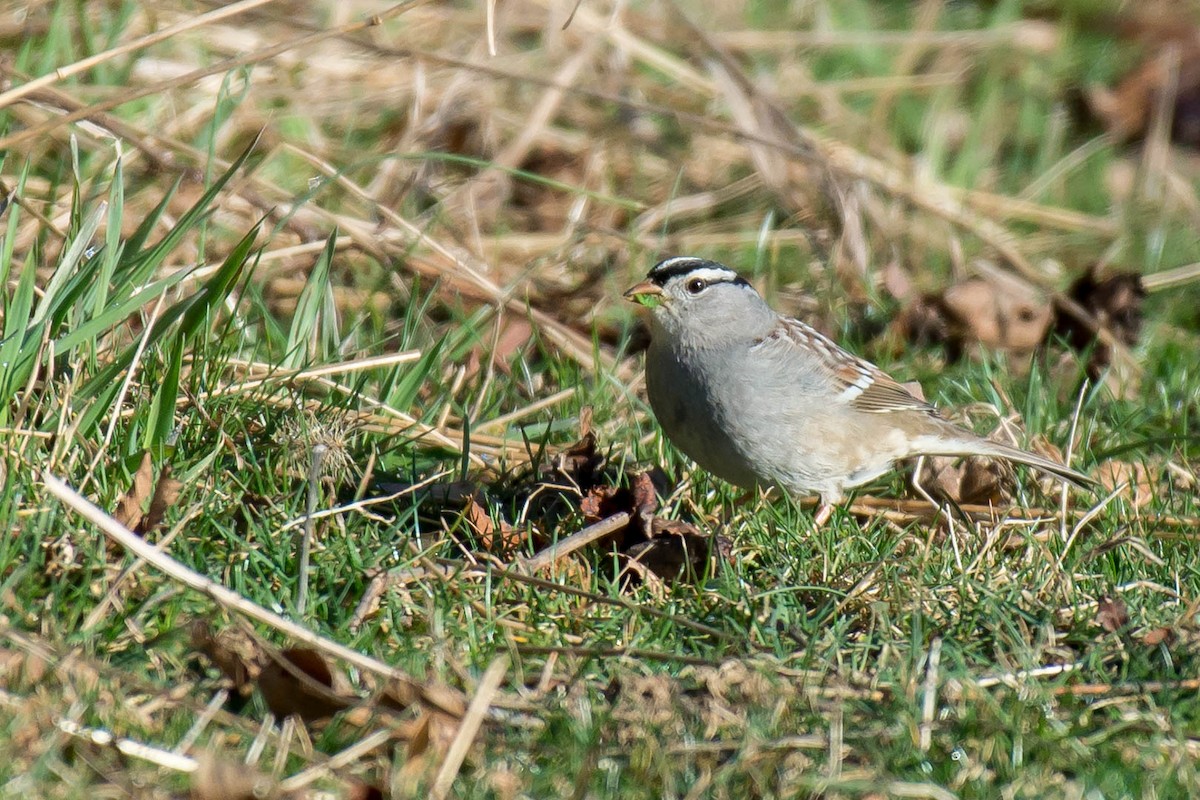White-crowned Sparrow - Kayann Cassidy