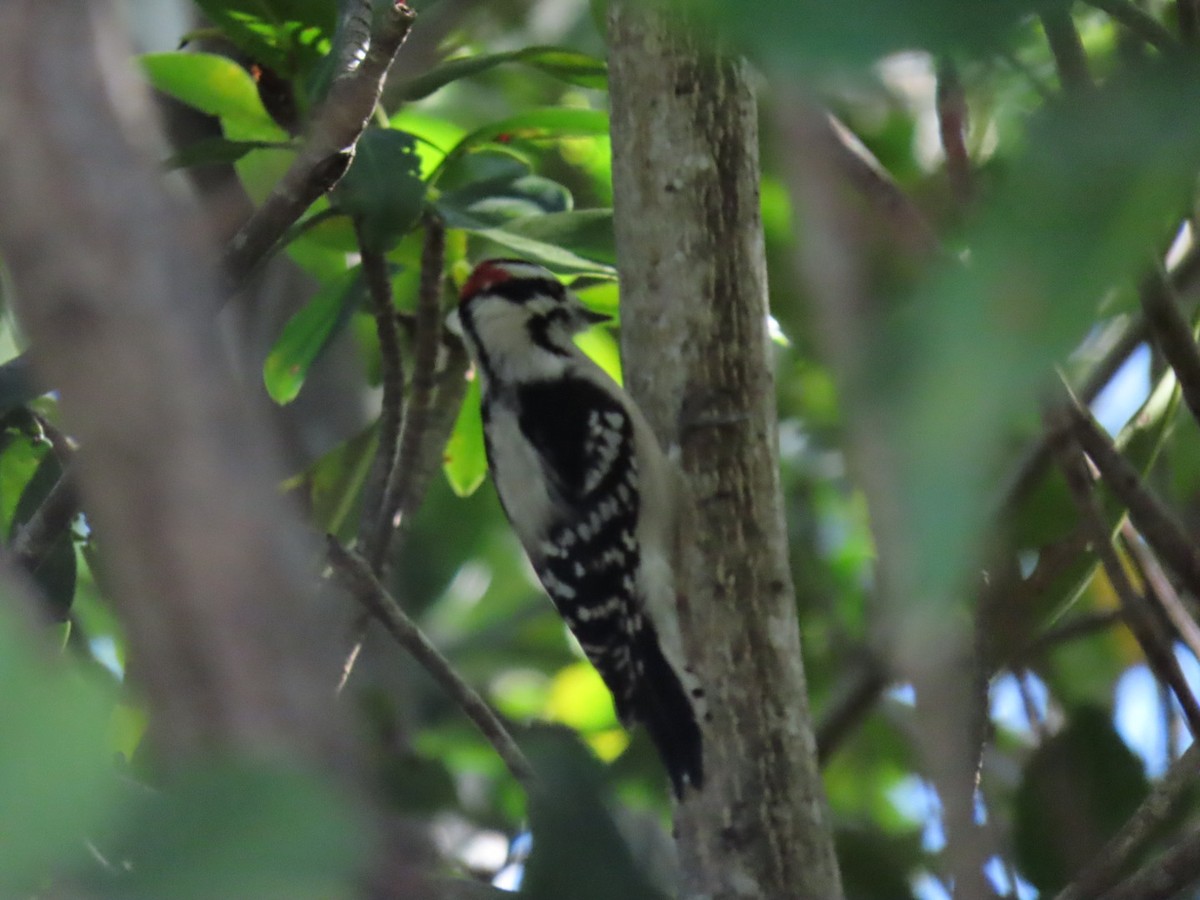 Downy Woodpecker - MICHELLE perez