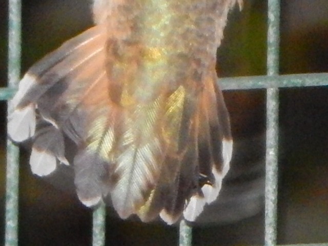 Rufous Hummingbird - ML500101391