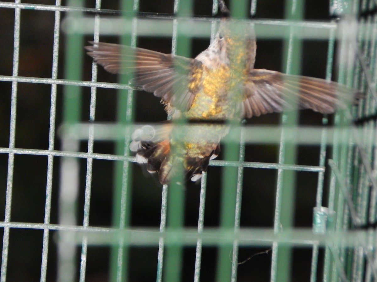 Rufous Hummingbird - ML500101431