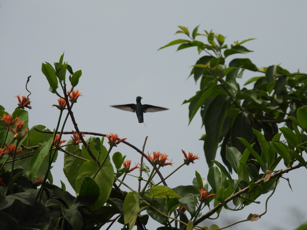 kolibřík tropický - ML500104081