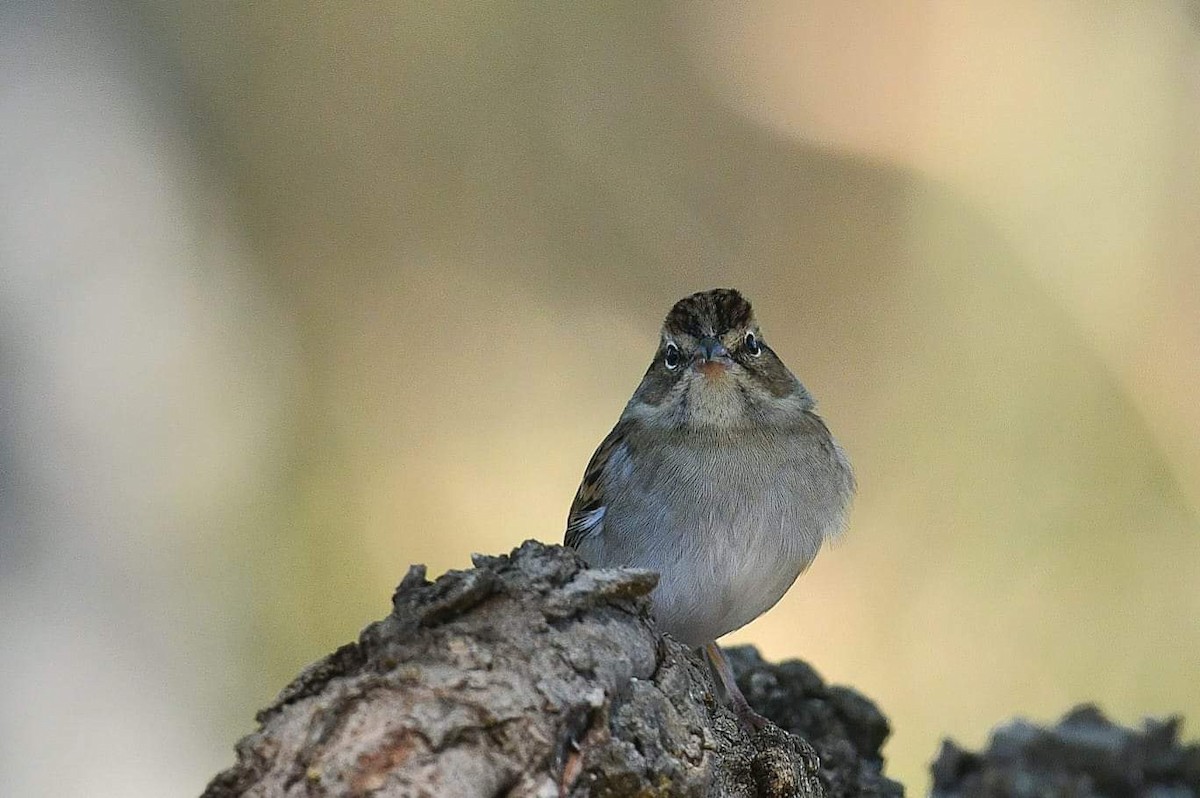 Clay-colored Sparrow - ML500104421