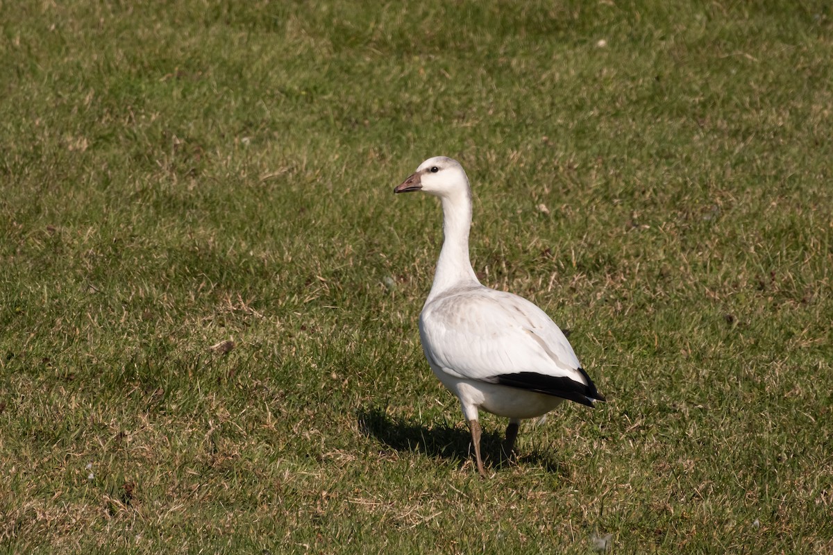 Snow x Ross's Goose (hybrid) - ML500104981