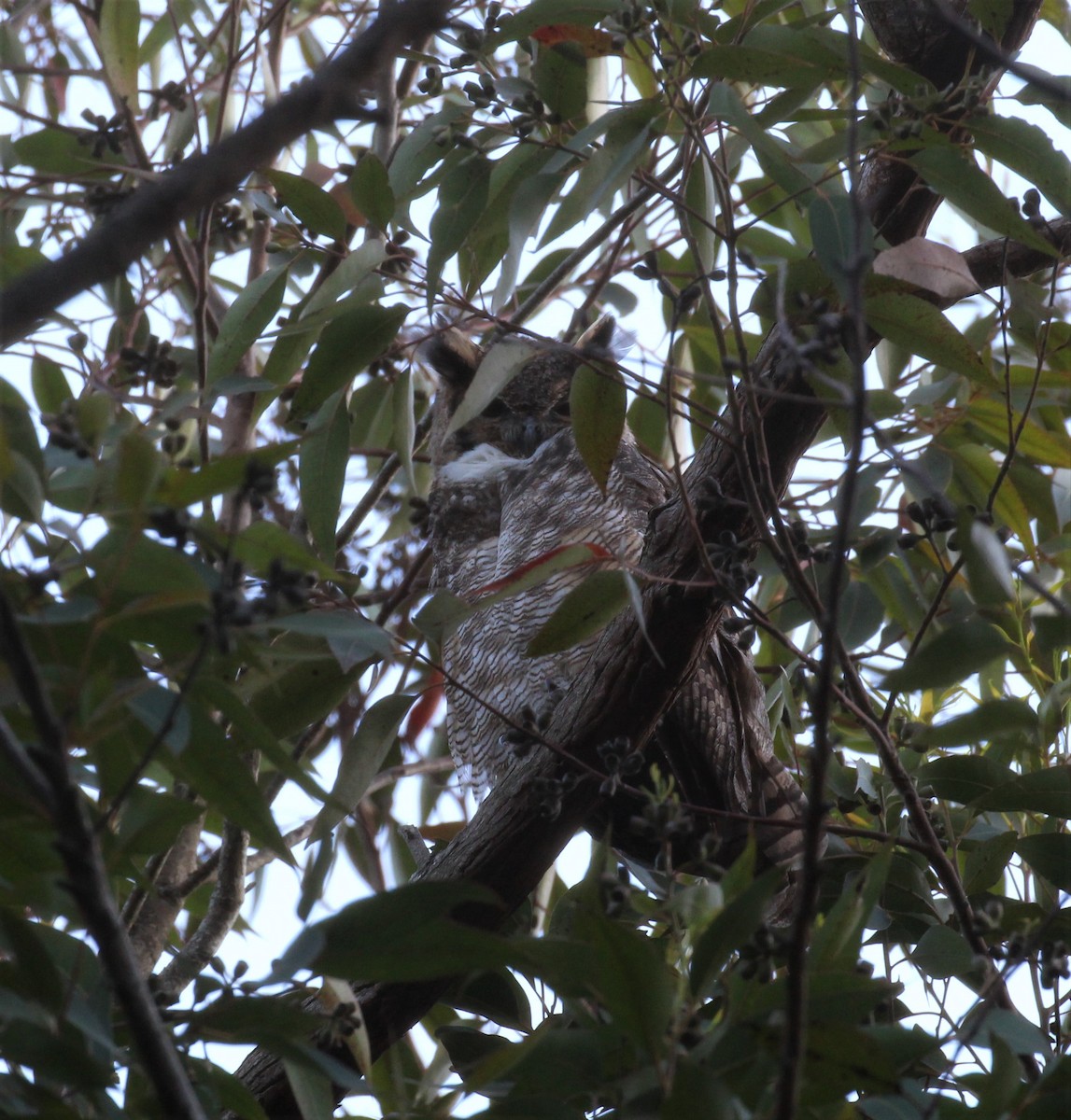 Great Horned Owl - ML500105851
