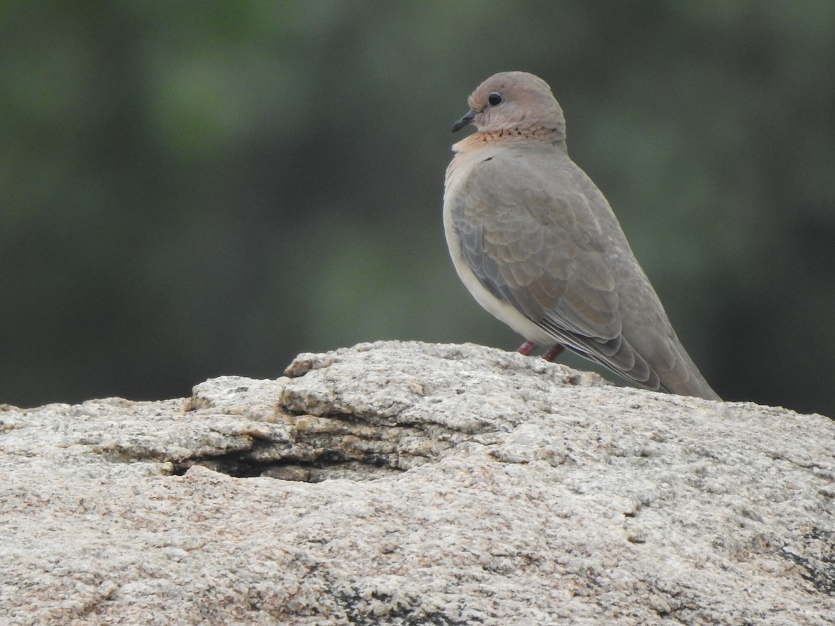 Laughing Dove - ML500111621