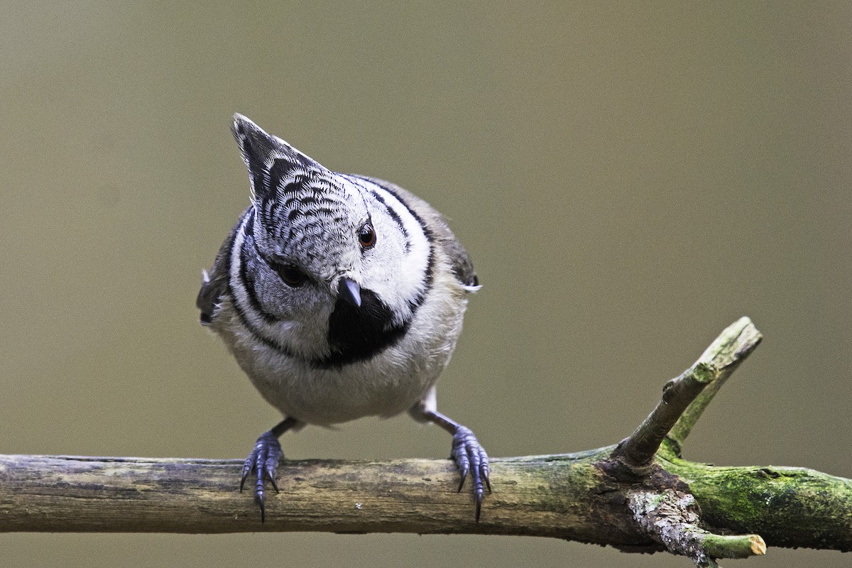 Crested Tit - ML50011261