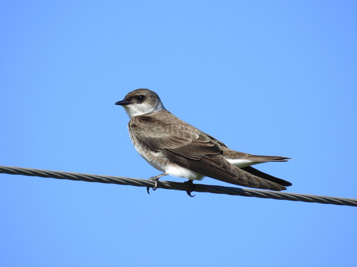Brown-chested Martin - ML500113601