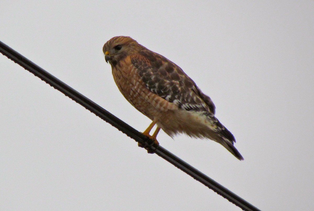 Red-shouldered Hawk - ML50011471