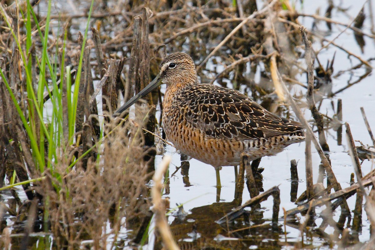 Long-billed Dowitcher - ML50011671