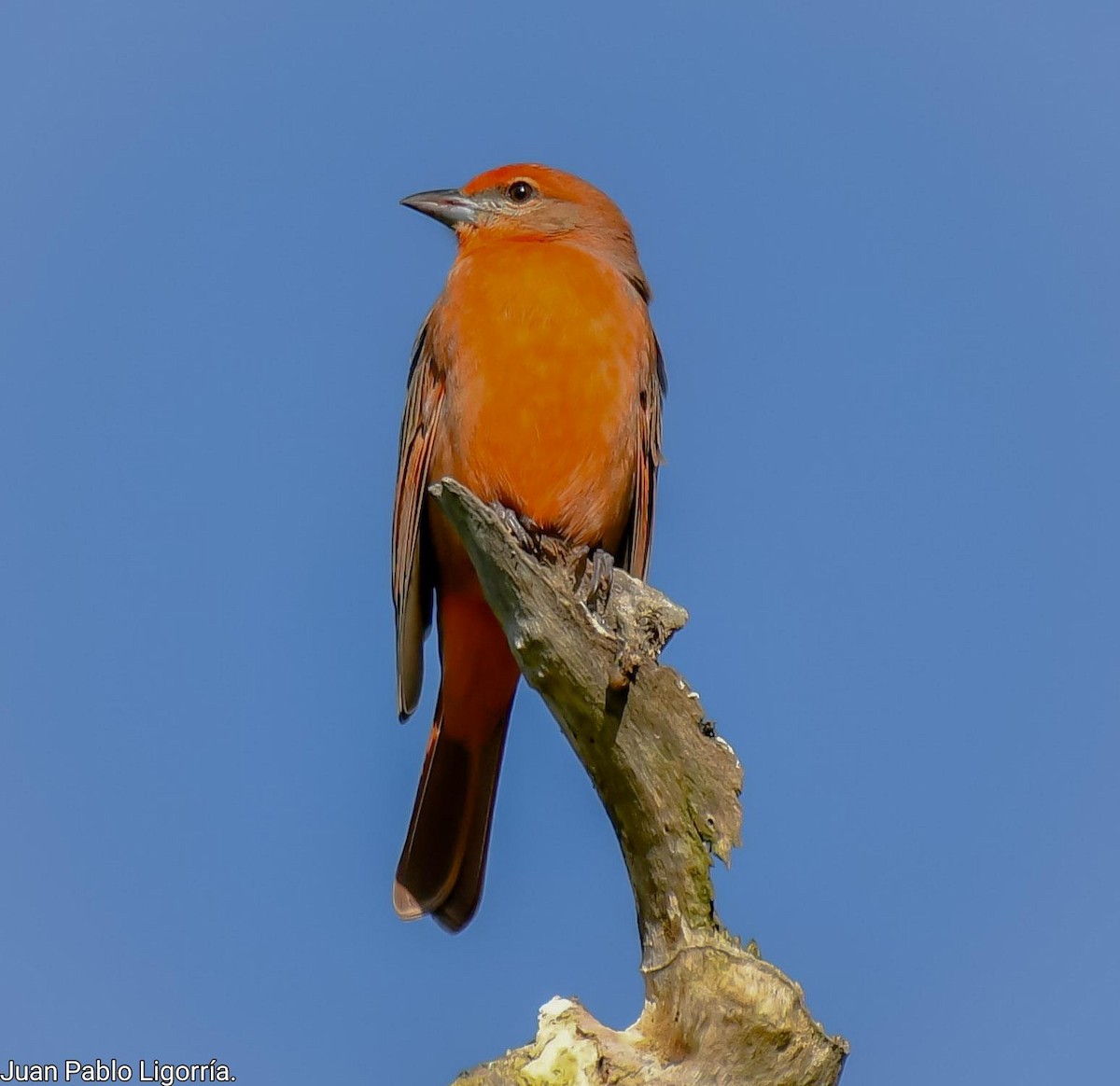 Hepatic Tanager - ML500122291