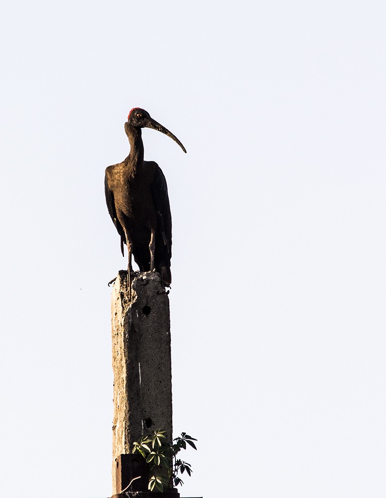 ibis bradavičnatý - ML50012301