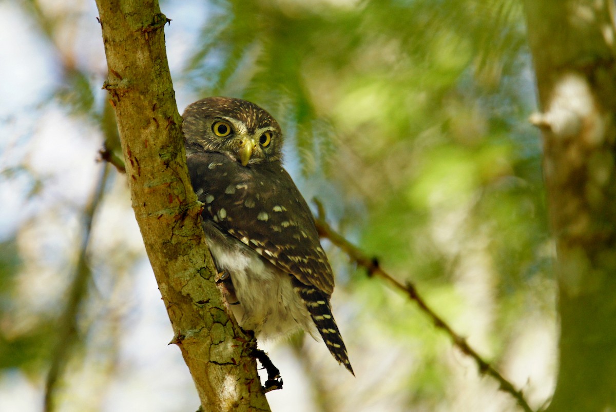 Ferruginous Pygmy-Owl - Doris Guimond et Claude Gagnon