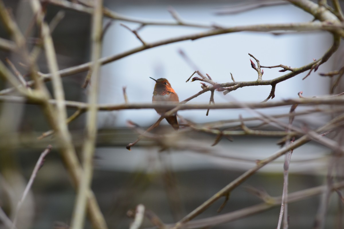 Rufous Hummingbird - George Exum