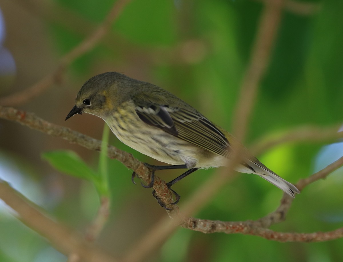 Cape May Warbler - ML500132191