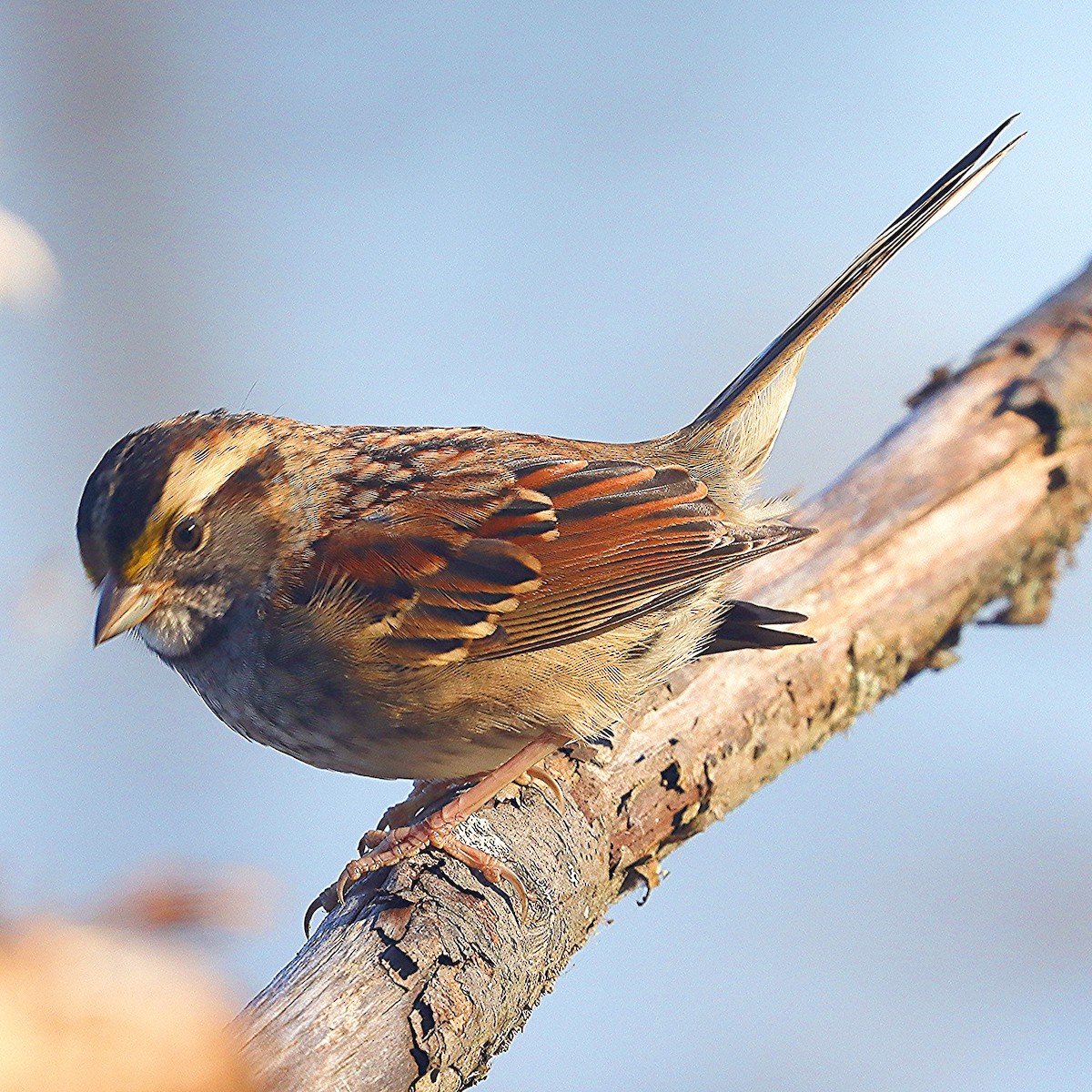 White-throated Sparrow - ML500133271