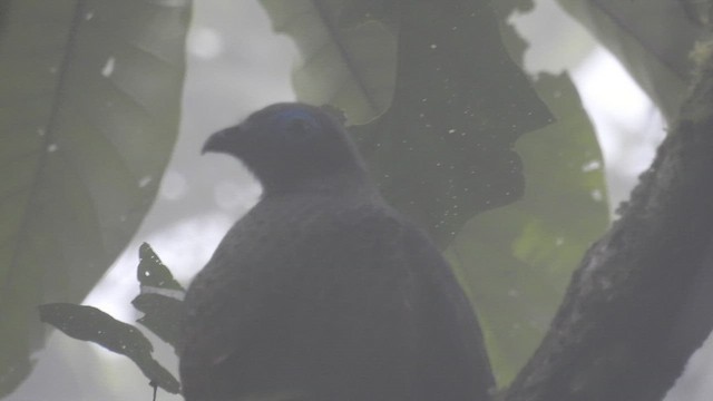 Sickle-winged Guan - ML500133571