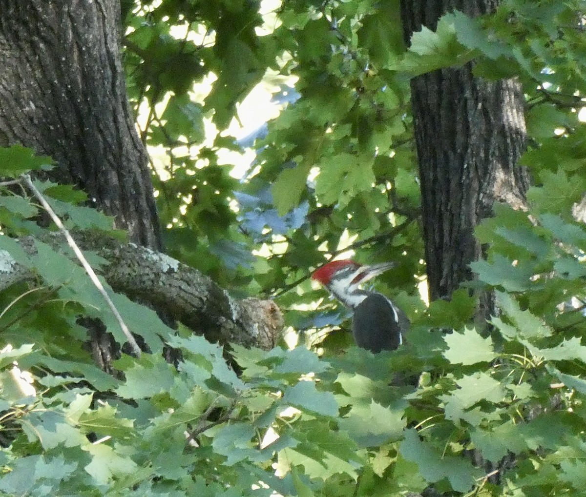 Pileated Woodpecker - ML500133581