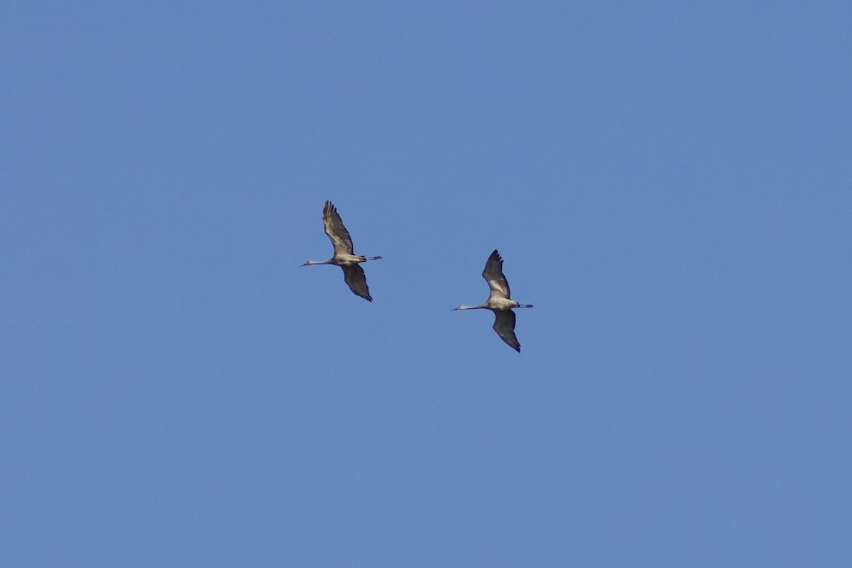 eBird Québec Checklist 2 Nov 2022 Observatoire d'oiseaux de