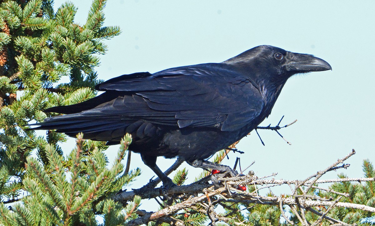 Common Raven - ML500139891