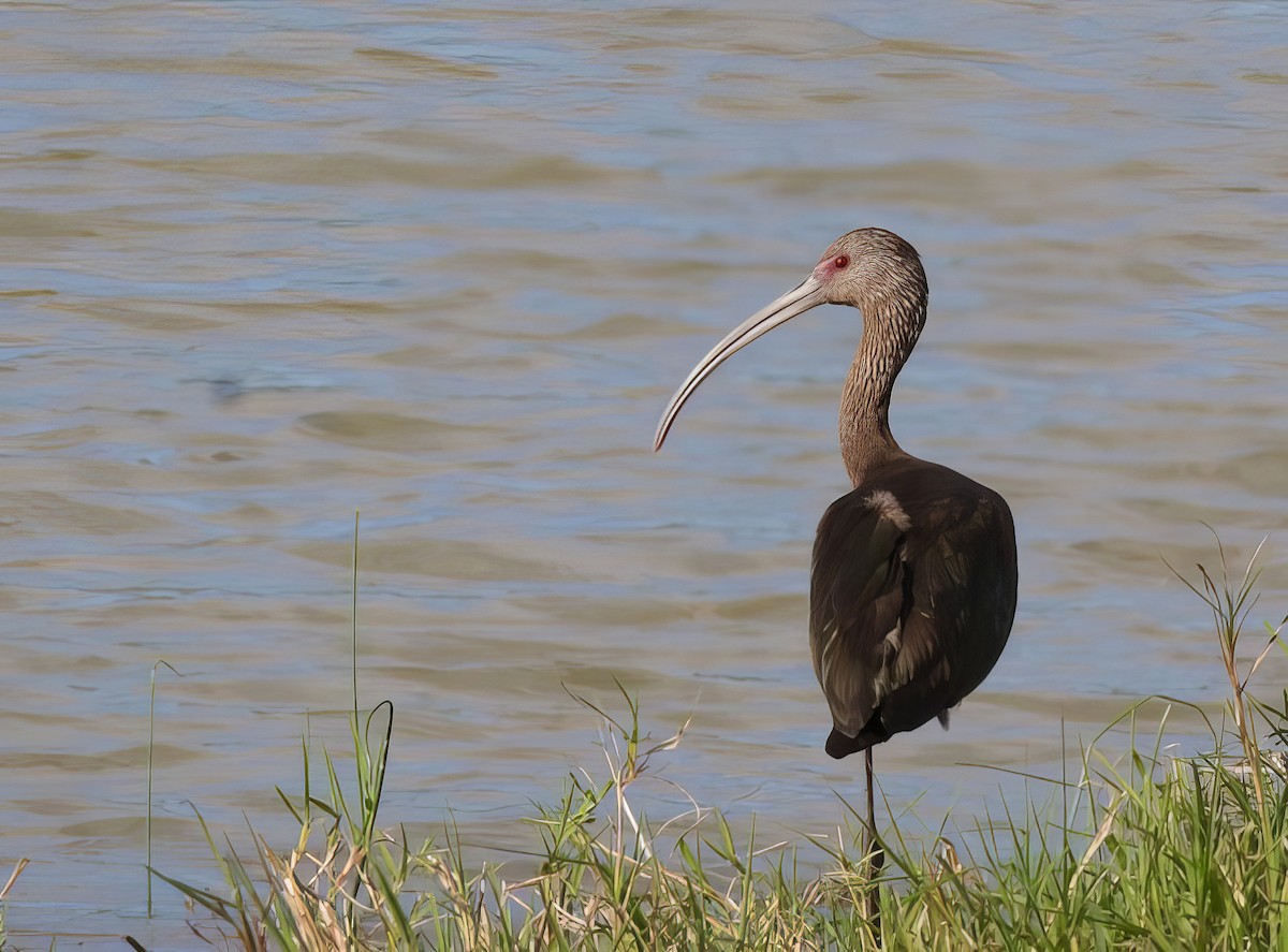 ibis americký - ML500140441