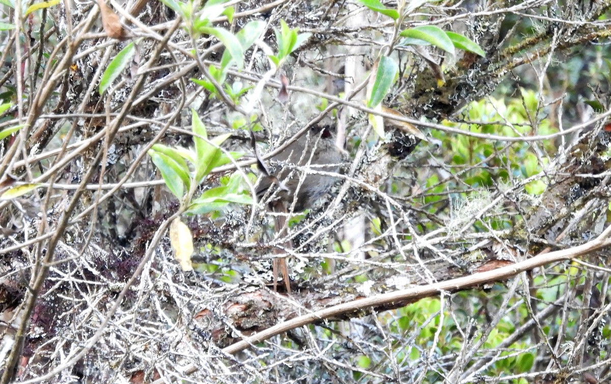 Ayacucho Thistletail - Fernando Angulo - CORBIDI