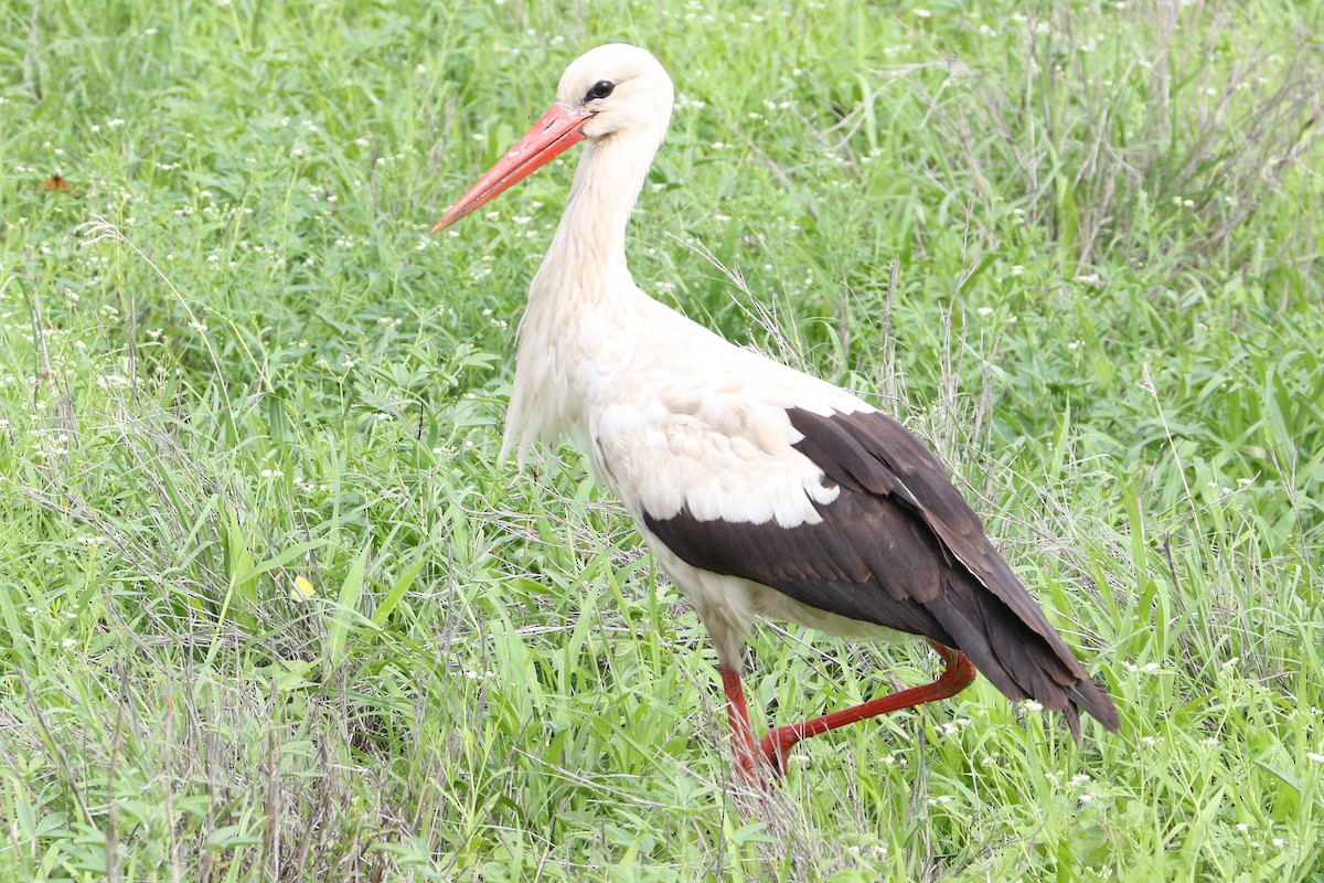 White Stork - ML50014351