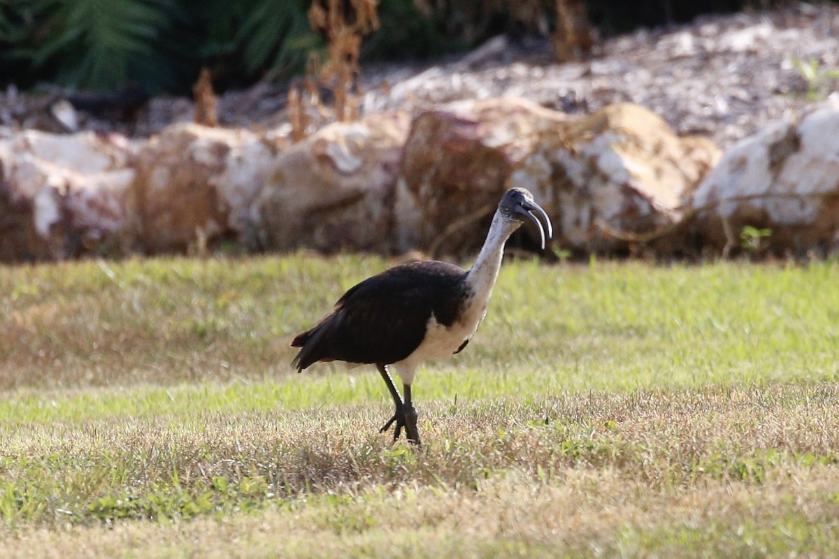 ibis slámokrký - ML500153721