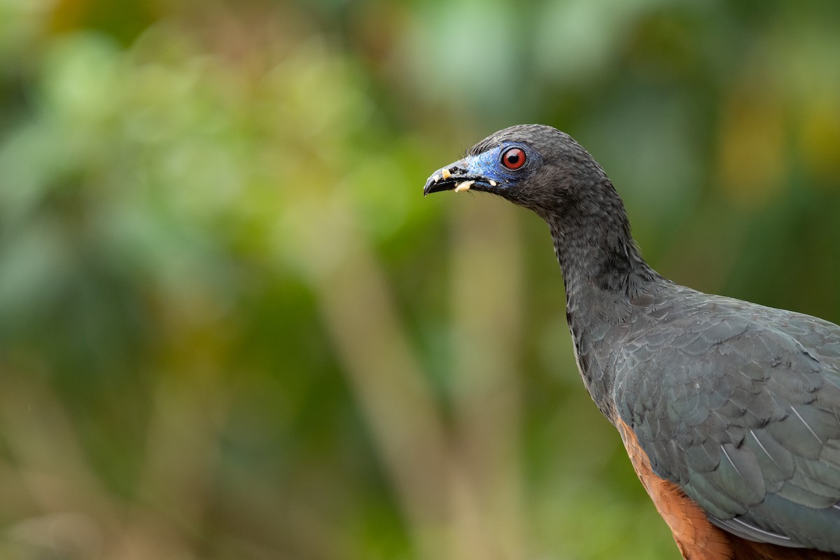 Sickle-winged Guan - ML500154231