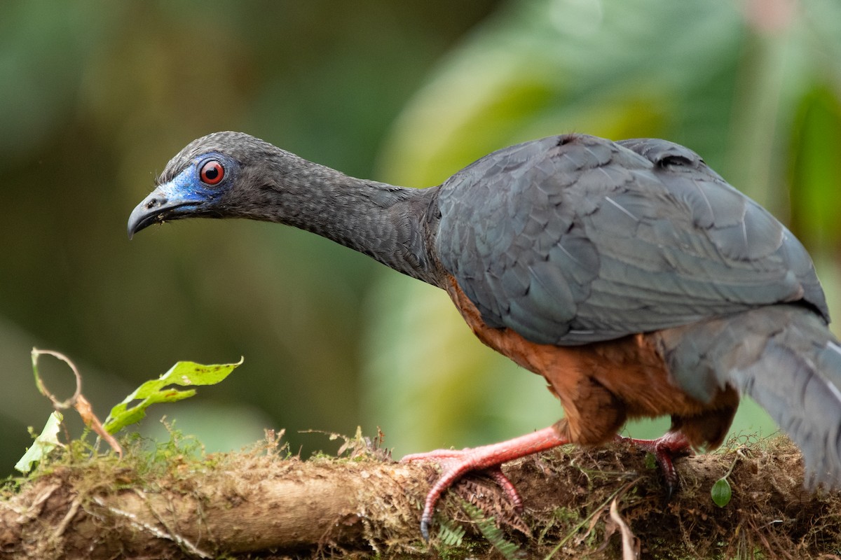 Sickle-winged Guan - ML500154261