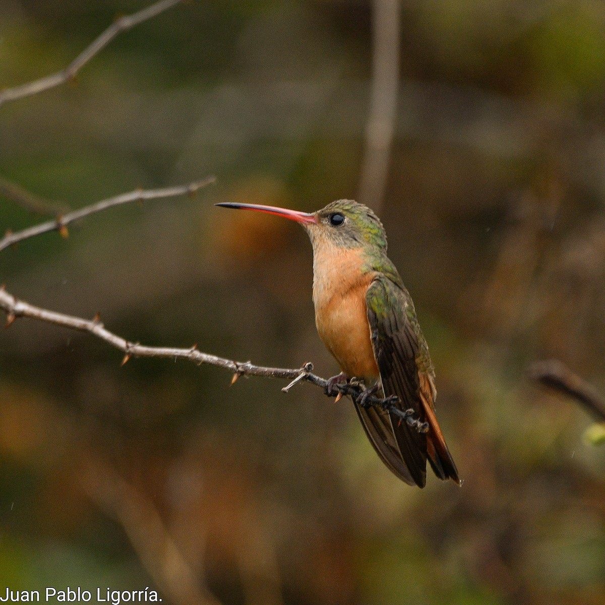 kolibřík ryšavý - ML500161201