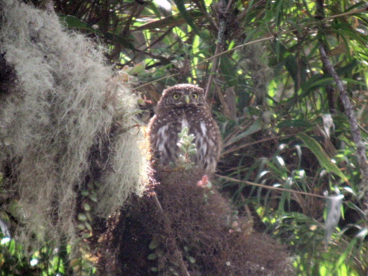 Yungas Pygmy-Owl - ML50016261
