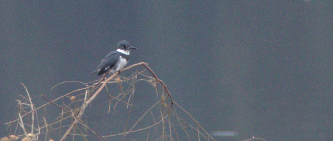 Belted Kingfisher - ML500165631