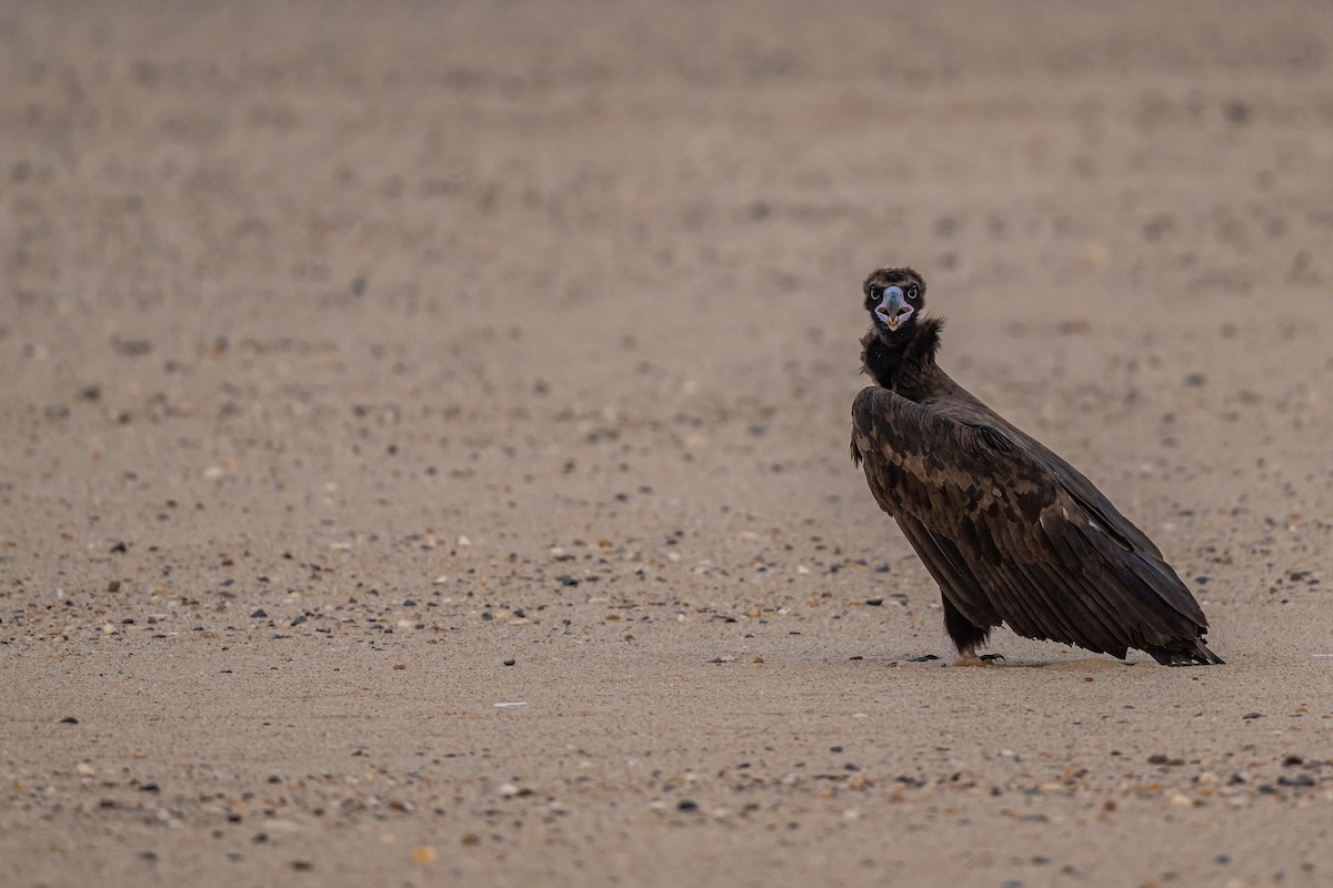 Cinereous Vulture - AREF ALAWADHI