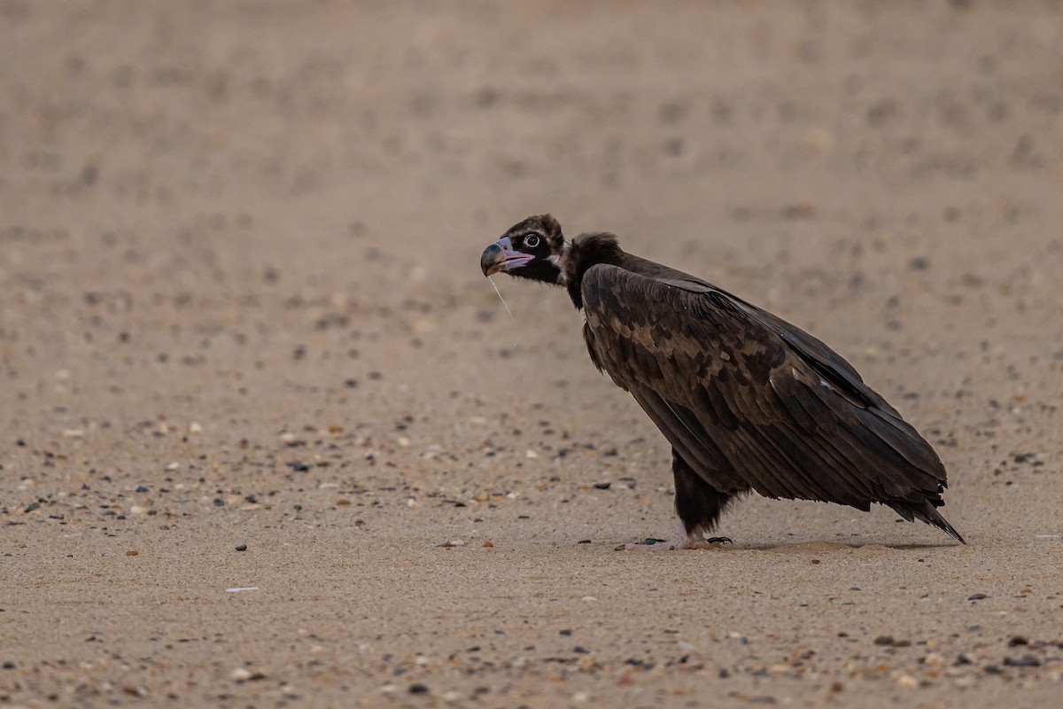 Cinereous Vulture - ML500171141
