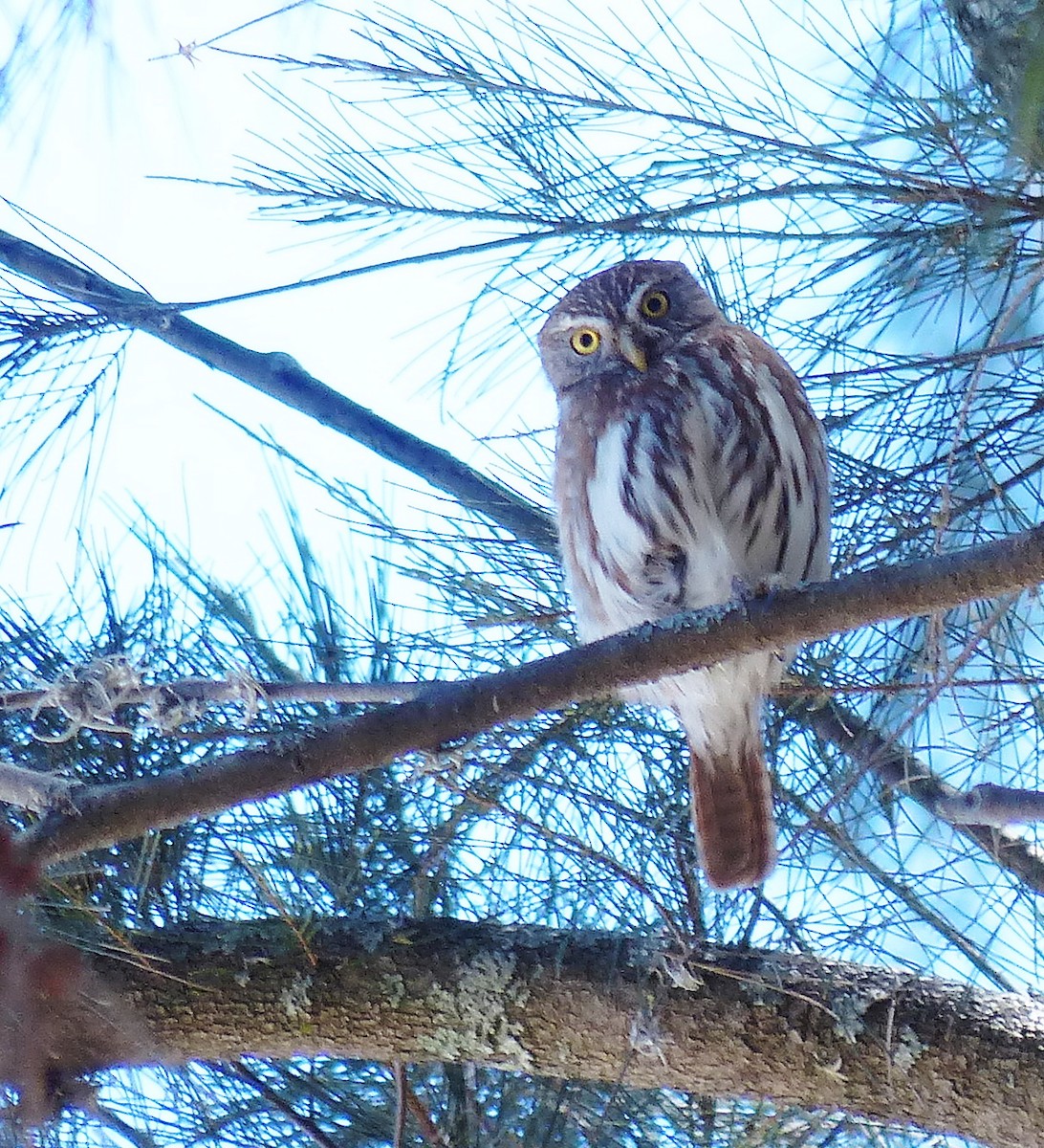 Ferruginous Pygmy-Owl - barry mantell