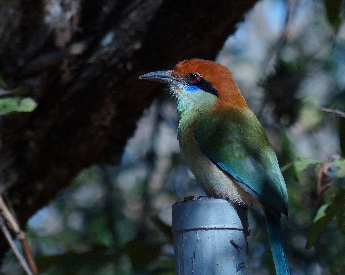 Russet-crowned Motmot - barry mantell