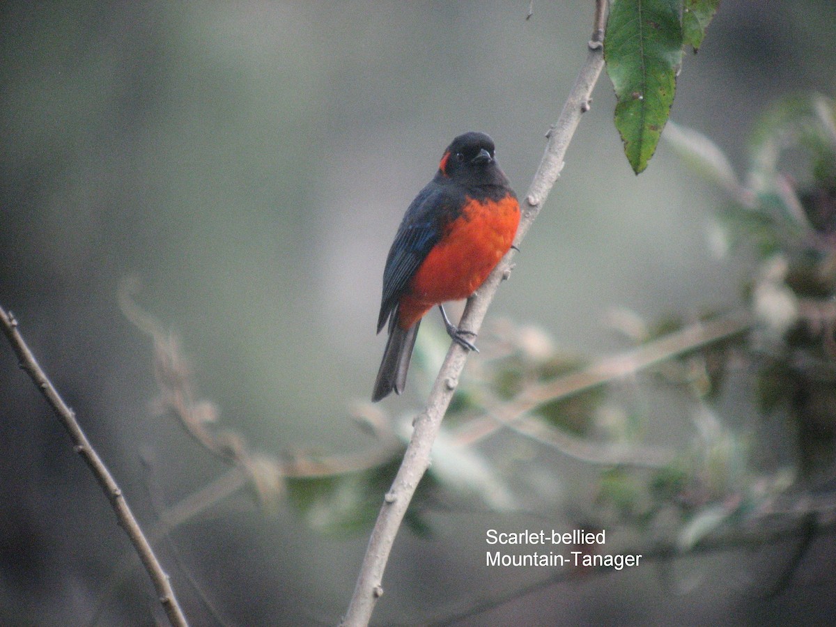 Scarlet-bellied Mountain Tanager - ML50017471