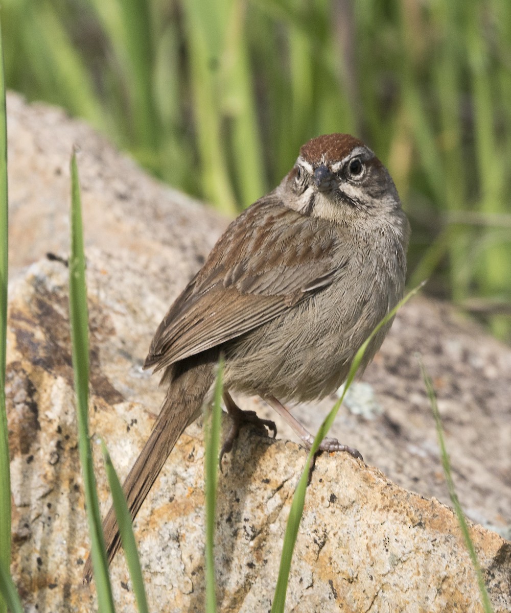 Rufous-crowned Sparrow - ML50017921