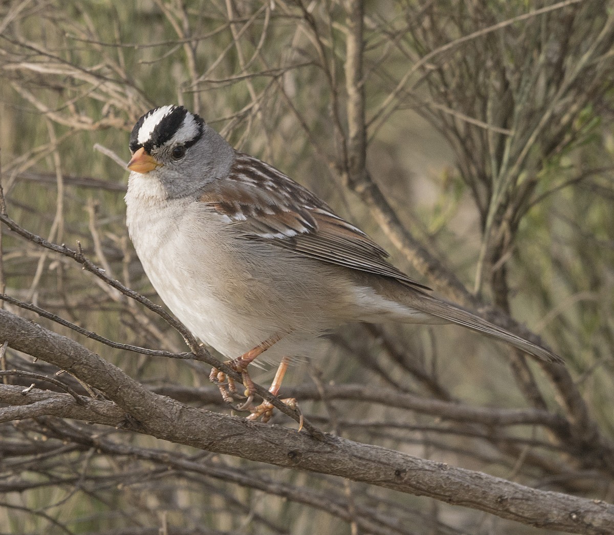 White-crowned Sparrow - ML50018061