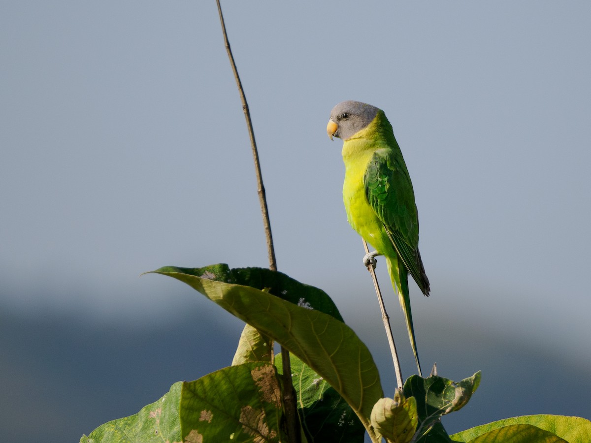 Plum-headed Parakeet - Prashant Tewari