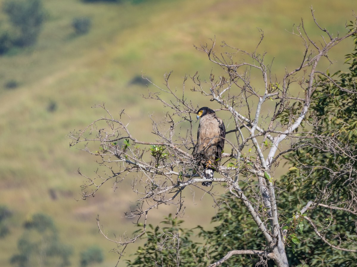 Crested Serpent-Eagle - ML500183601
