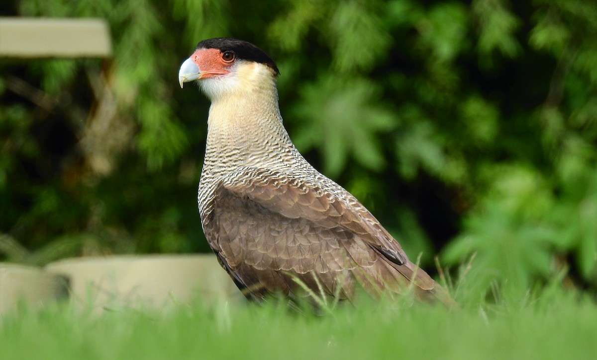 Crested Caracara (Southern) - ML50018431