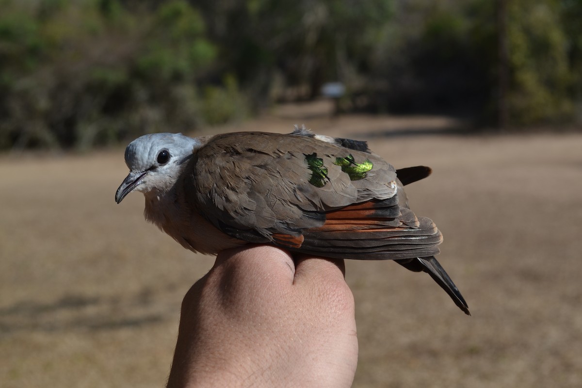 Emerald-spotted Wood-Dove - ML500186451