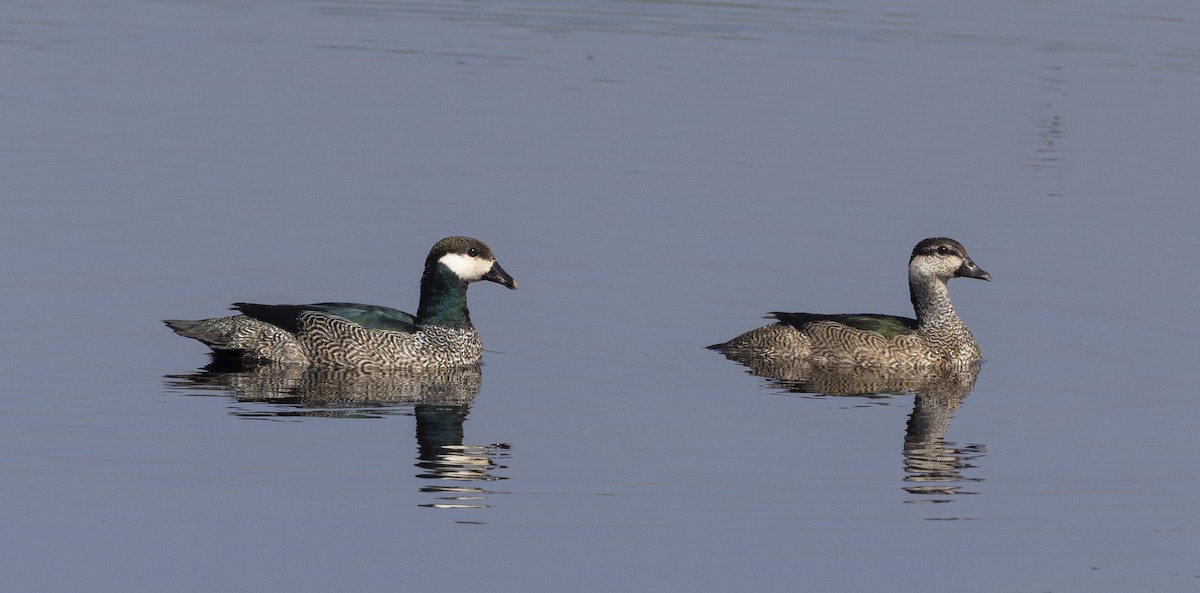 Green Pygmy-Goose - Marie Lister