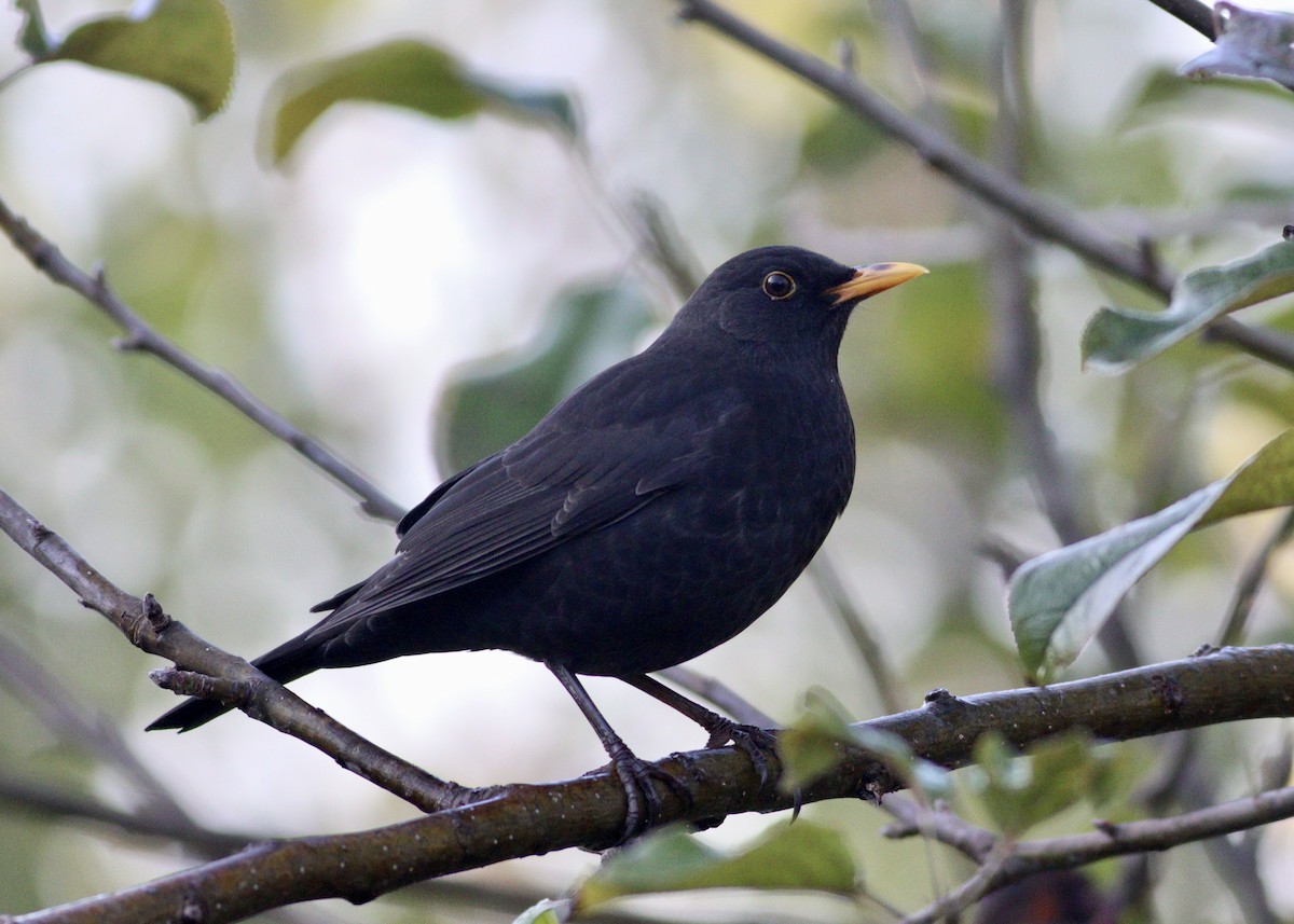 Eurasian Blackbird - Cihan Babuccu